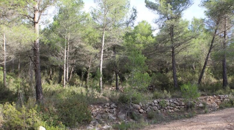 Tarragona - la Joncosa del Montmell - 26000m2