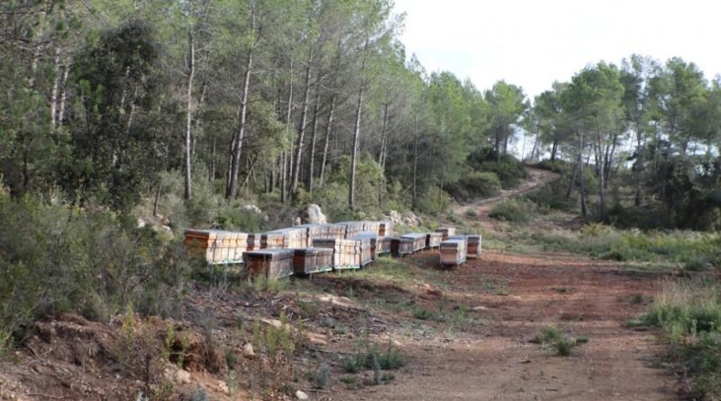 Tarragona - la Joncosa del Montmell - 26000m2