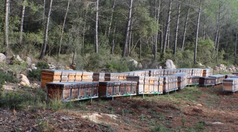 Tarragona - la Joncosa del Montmell - 26000m2