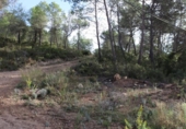 Casa de camp amb terreny en venda a la España, la Joncosa del Montmell, ref.: TR145280 foto