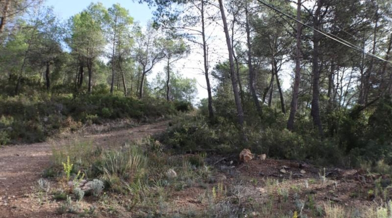 Tarragona - la Joncosa del Montmell - 26000m2