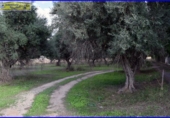 Xalet independent amb terreny en venda a la España, Santomera, ref.: TR145523 foto