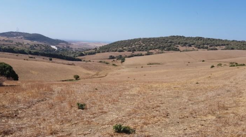 Cádiz - Vejer de la Frontera - 8947m2