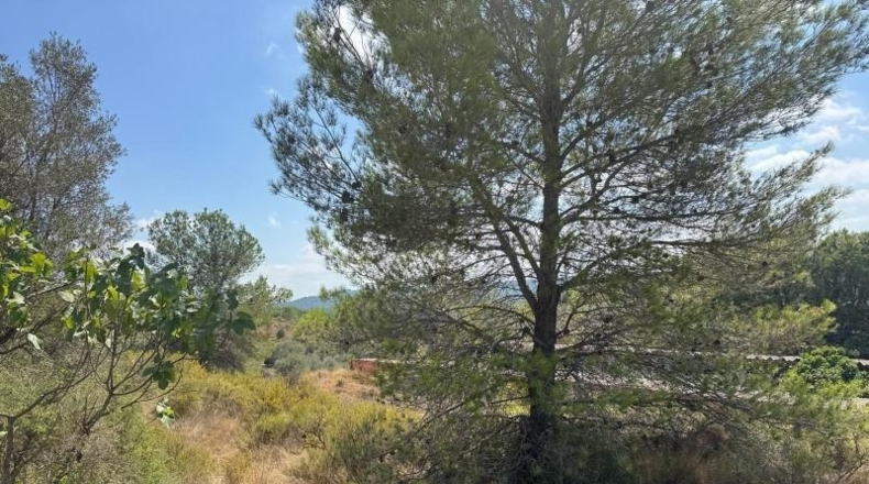 Castellón - Jérica - 74458m2