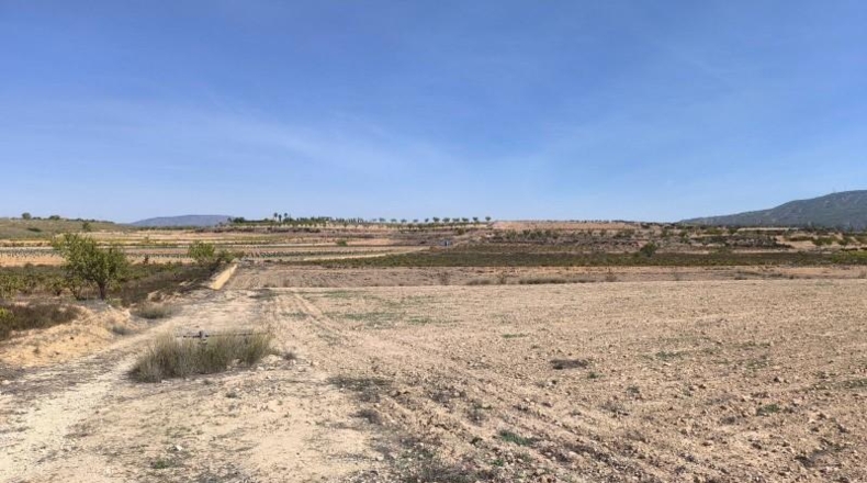 Alicante - Dolores - 35300m2
