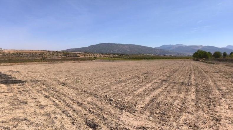 Alicante - Dolores - 35300m2