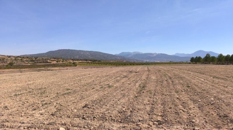 Alicante - Dolores - 35300m2