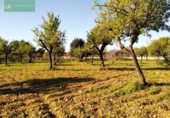 Detached villa with land for sale on España, Lloseta, ref: TR139492 photo