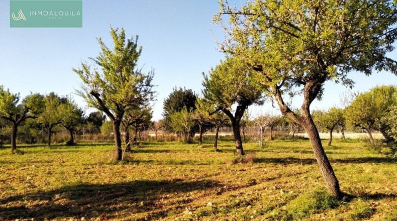 Islas Baleares - Lloseta - 2700m2