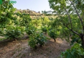 Terreny no urbanitzable en venda a la España, Pinos Genil, ref.: TR337254 foto