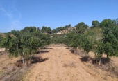 Non-developable land for sale on España, Riudecanyes, ref: TR128178 photo