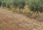 Non-developable land for sale on España, Riudecanyes, ref: TR128178 photo