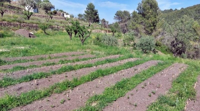 Alicante - Jalón - 10883m2
