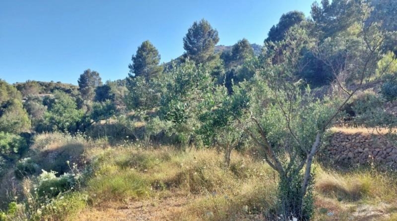 Alicante - Jalón - 10883m2