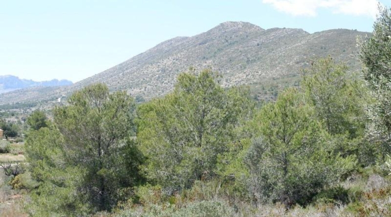 Alicante - Benisa - 10154m2
