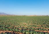 Casa de campo con terreno en venta en la España, Alhama de Murcia, ref: TR135393 foto