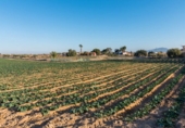 Casa de campo con terreno en venta en la España, Alhama de Murcia, ref: TR135393 foto