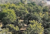 Casa de camp amb terreny en venda a la España, Utrera, ref.: TR154811 foto
