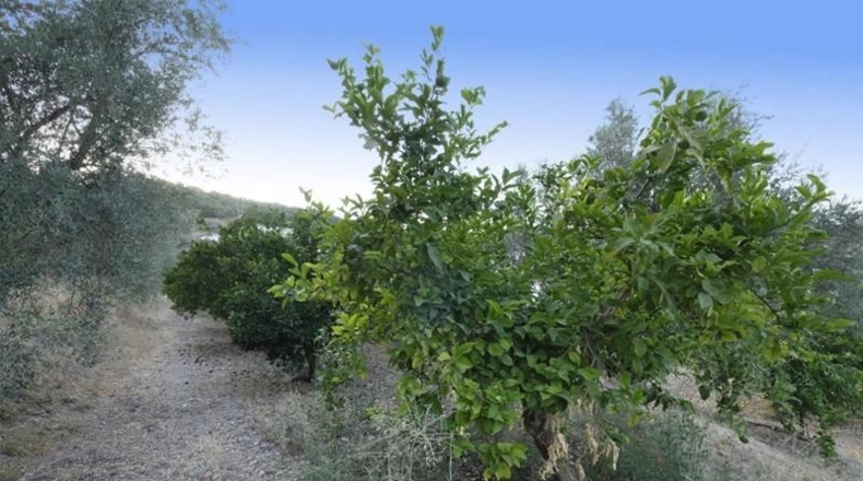 Granada - Cozvíjar - 880m2