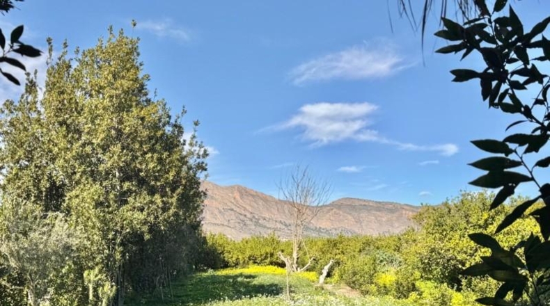 Alicante - Oriola - 600m2
