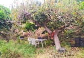 Casa de camp amb terreny en venda a la España, Frigiliana, ref.: TR245429 foto