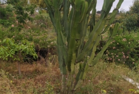 Foto 11