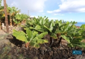 Non-developable land for sale on España, Mazo, ref: TR247069 photo