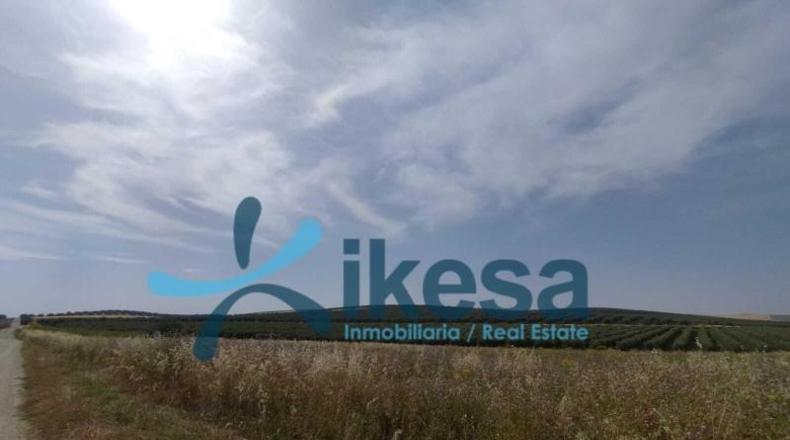 Córdoba - El Carpio - 61132m2