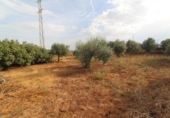 Casa de camp amb terreny en venda a la España, Jerez de la Frontera, ref.: TR340331 foto