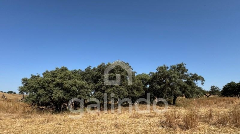 Sevilla - Morón de la Frontera - 126653m2