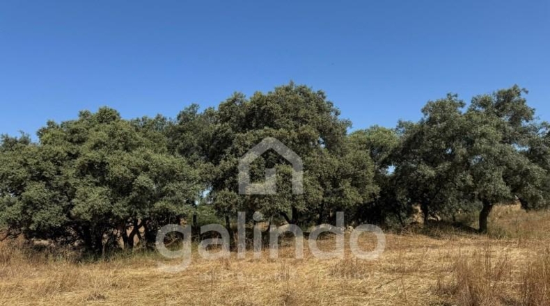 Sevilla - Morón de la Frontera - 126653m2