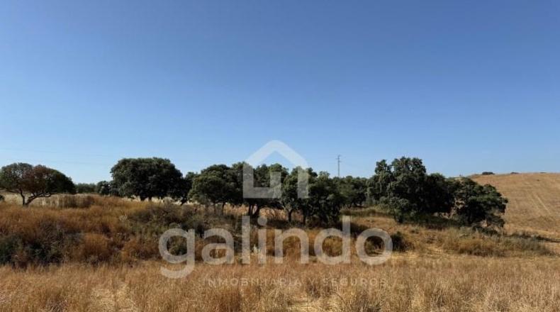 Sevilla - Morón de la Frontera - 126653m2