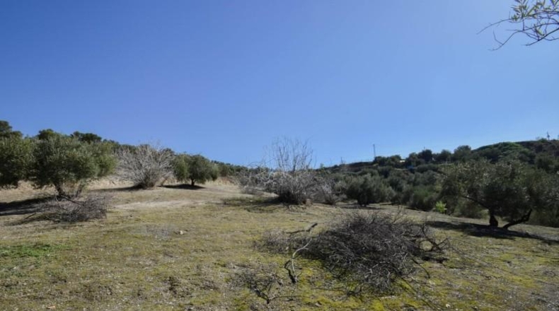 Granada - Granada - 31700m2