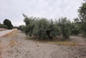 Lucena 26000&nbsp;m²