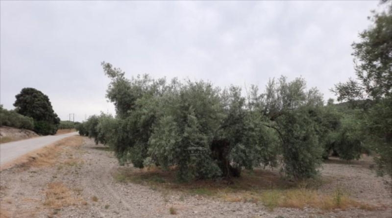 Córdoba - Lucena - 26000m2