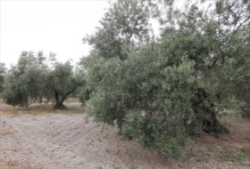 Lucena 26000&nbsp;m²