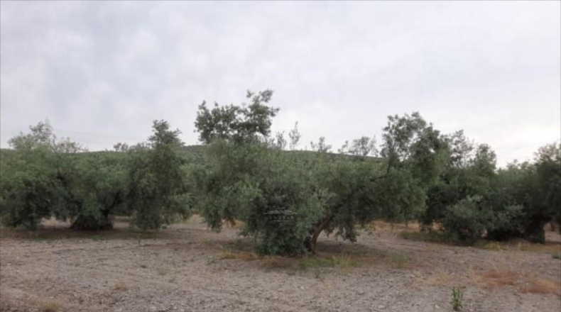 Córdoba - Lucena - 26000m2