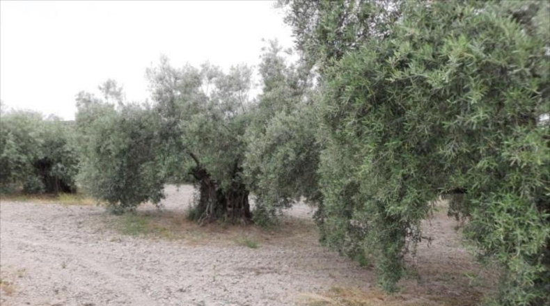 Córdoba - Lucena - 26000m2