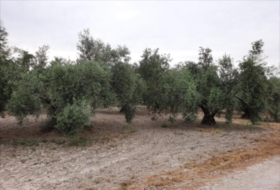 Lucena 26000&nbsp;m²
