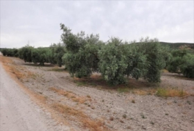 Lucena 26000&nbsp;m²