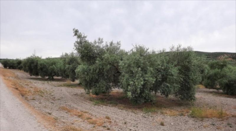 Córdoba - Lucena - 26000m2