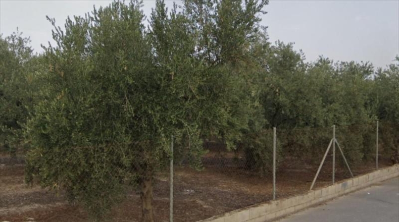 Córdoba - Lucena - 3000m2