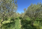 Casa de campo con terreno en venta en la España, Tudela, ref: TR244668 foto