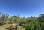Casa de campo con terreno en venta en la España, Tudela, ref: TR244668 foto