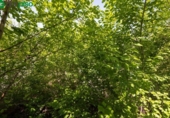 House with land for sale on España, Monachil, ref: TR226971 photo