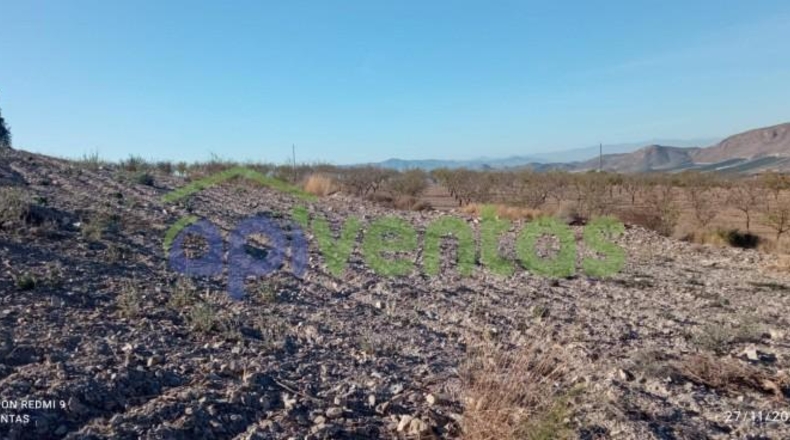 Murcia - Lorca - 50000m2