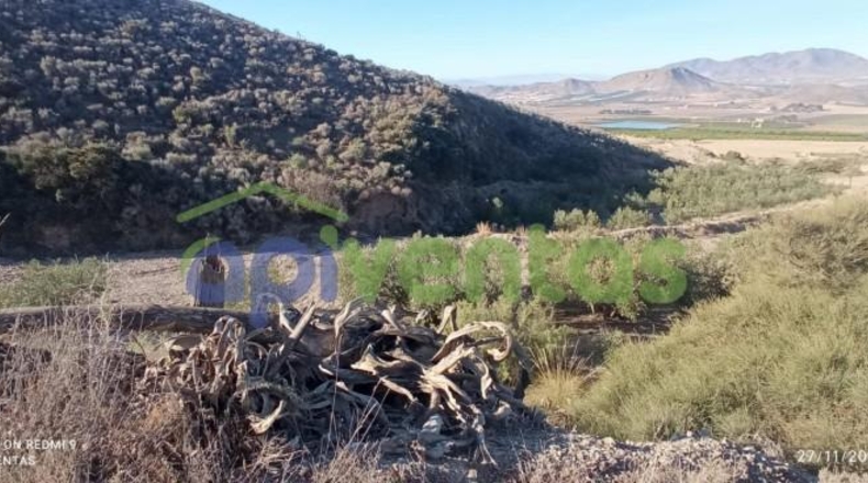 Murcia - Lorca - 50000m2