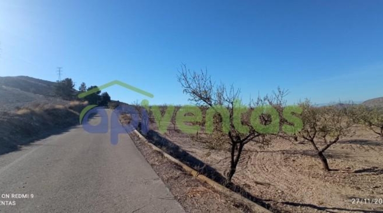 Murcia - Lorca - 50000m2