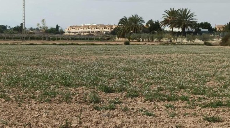 Alicante - Elche - 13700m2
