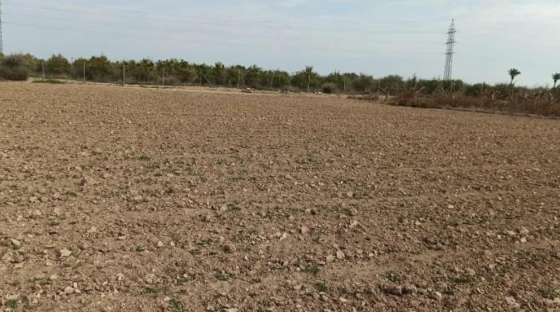 Alicante - Elche - 13700m2